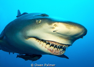 "Smile for the Camera"
Lemon Shark
Jupiter, Florida
Pa... by Owen Palmer 
